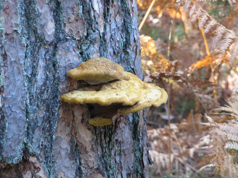 Mares au vinaigre 21